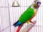 Yellow Sided Conure Breeding Pair with Dna (ex: Psbl).