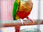 Yellow Sided Conure Breeding pair with Dna