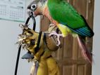 Yellow Sided Conure Double red factor