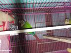 Connor bird for sell