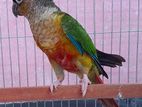 Yellow Sided Male Conure কনুর
