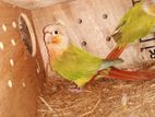 Yellow Sided Single Red Factor Conure