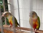 Yellow Sided Single Red Factor Conure