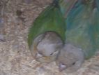 Yellow Sided Terquize Blue Pineapple Conure