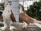 Yellow Siraji Pigeon