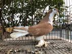 Yellow Siraji Pigeon/হলুদ সিরাজি কবুতর