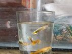 Yellow Tuxido Gappy
