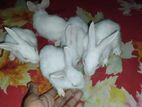 Rabbit for sale