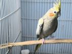 Yf Chinamon peral cockatiel