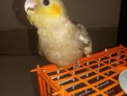 yf fawn baby bird for sell