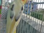 Yf heavy pied/v pied male cockatiel