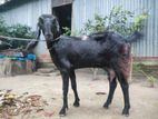 যমুনা পাড়ি ছাগী ২ দাঁত বয়স