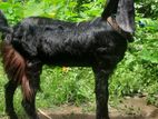 যমুনাপারী ছাগী