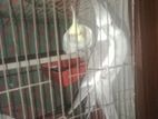 Cocktail bird