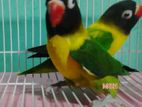 youllow collad Lovebird