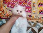 your Persian cat 3 month baby