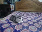 Persian Cat