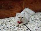 cat sell