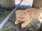 Female persian cat