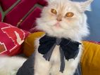 Cat sell