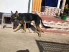 Zarman shepard dog,Short court 6 month age