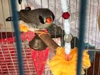 Zebra Finch Adult