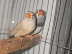 Zebra Finch Adult Pair