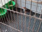 Zebra Finch Bird for sell