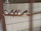 Zebra Finch