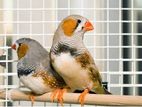 zebra finch