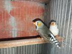 zebra finch