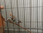 Zebra Finch