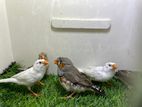 Zebra Finch