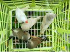 Zebra Finch High Mutation