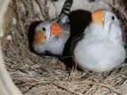 Zebra Finch Pair