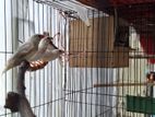 Zebra Finch Running And Baby