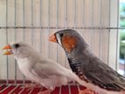 Zebra finch running pair