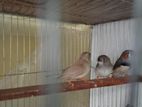 Zebra Finch + Setup 3 Ta Baccha