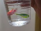 Zebra fish
