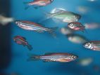 Zebra fish