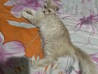 Cat for sale