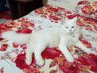 Cat for sale