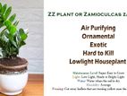 zz plant